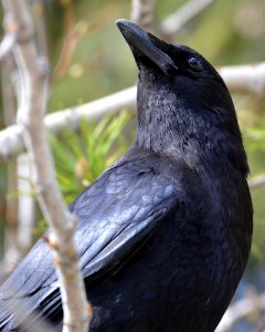 American Crow - (Corvus brachyrhynchos)