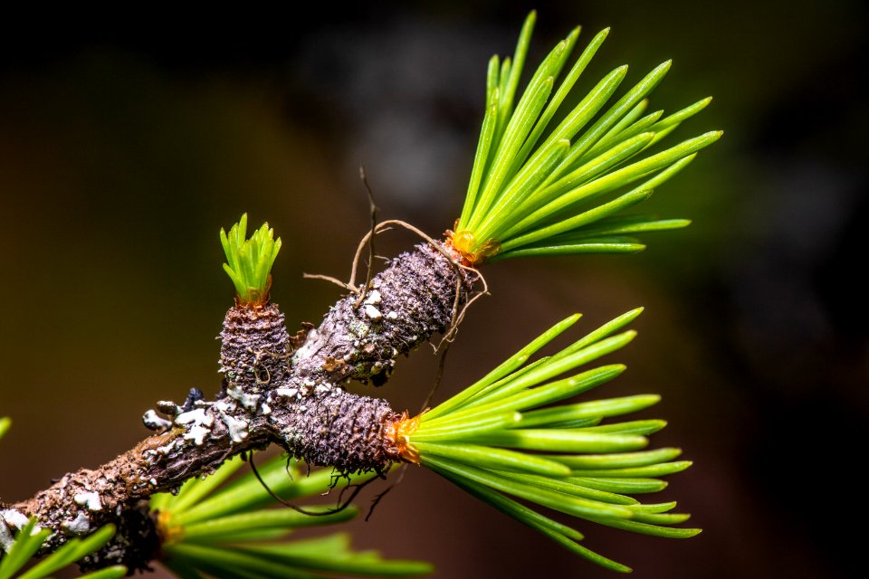 Western Larch (Larix occidentalis)
