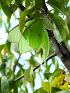 Luna Moth