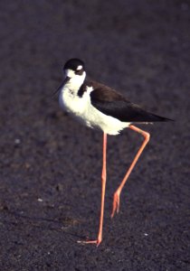 Black-Necked Stilt photo