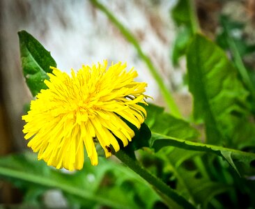 Flora flowers yellow