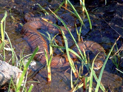 Photo of the Week - Watersnake (VA)