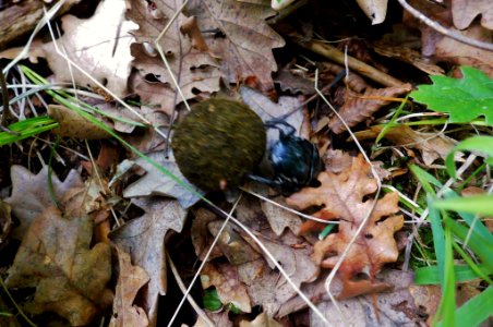 Scarabaeus sacer in motion