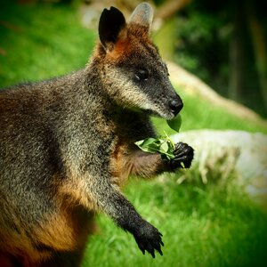 Kangaroo eating green eating photo