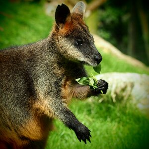 Kangaroo eating green eating