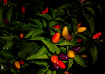 ornamental edible hot peppers