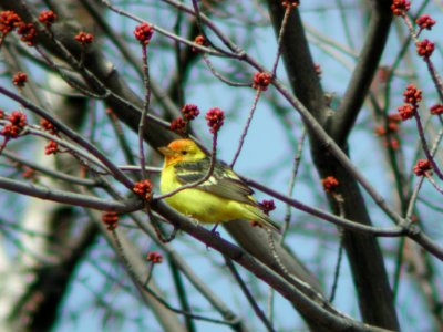 Western Tanager, Paradise, MI
