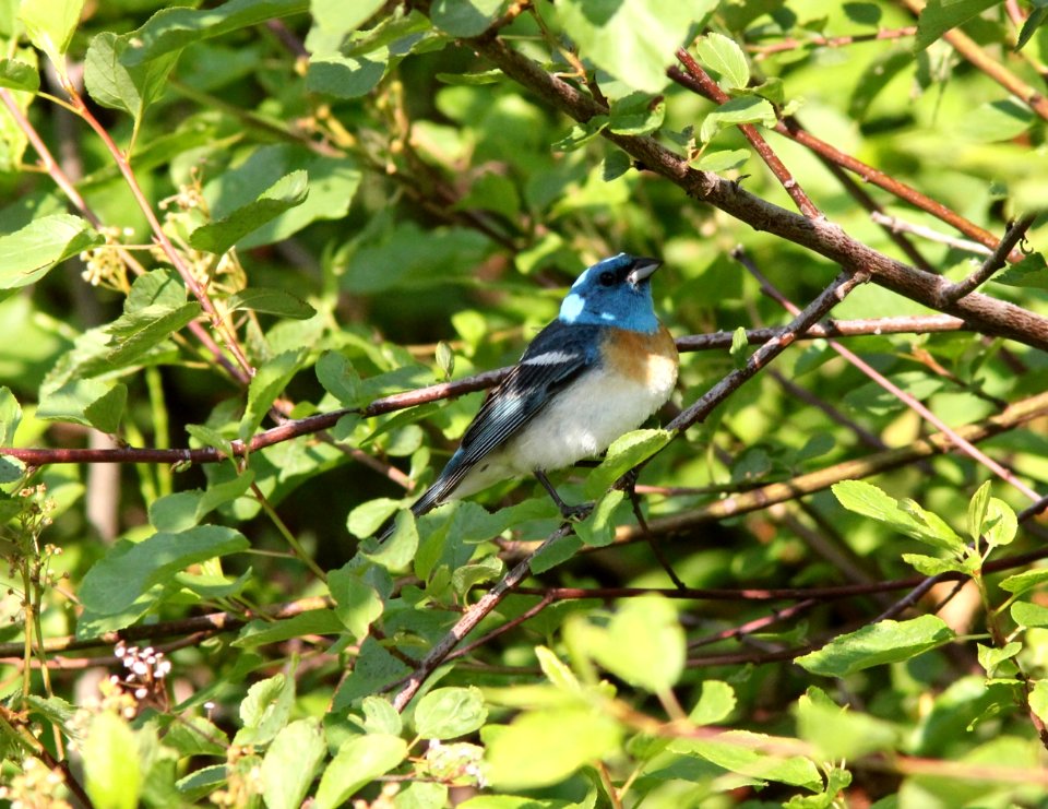 Lazuli Bunting, Hungry Horse, MT, July 6, 2012
