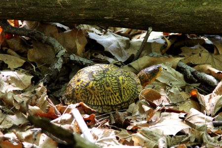 Box Turtle,Terrapene carolina carolina, Coldwater River Sanctuary, Kent Co., MI, May 10, 2012
