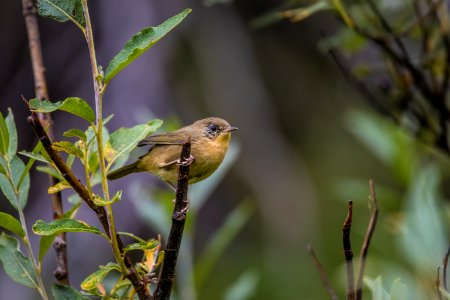 Juvenile Common Yellowthroat photo