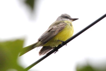 Tropical Kingbird, Tokeland, WA, 19 October 2012