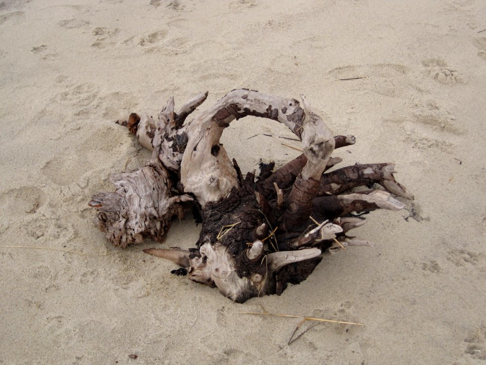 Driftwood on beach at Monomoy