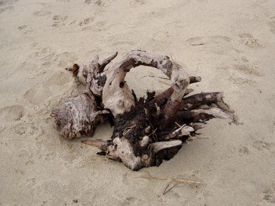 Driftwood on beach at Monomoy