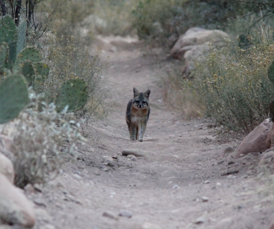 Gray Fox, Bright Angel Campground, Grand Canyon NP, AZ, November 7, 2012