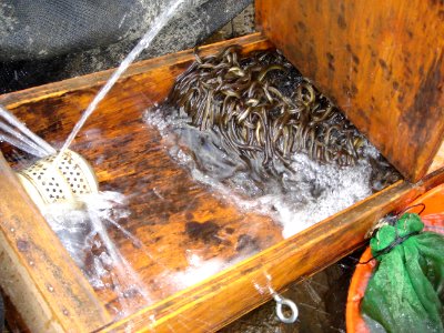 American eel photo