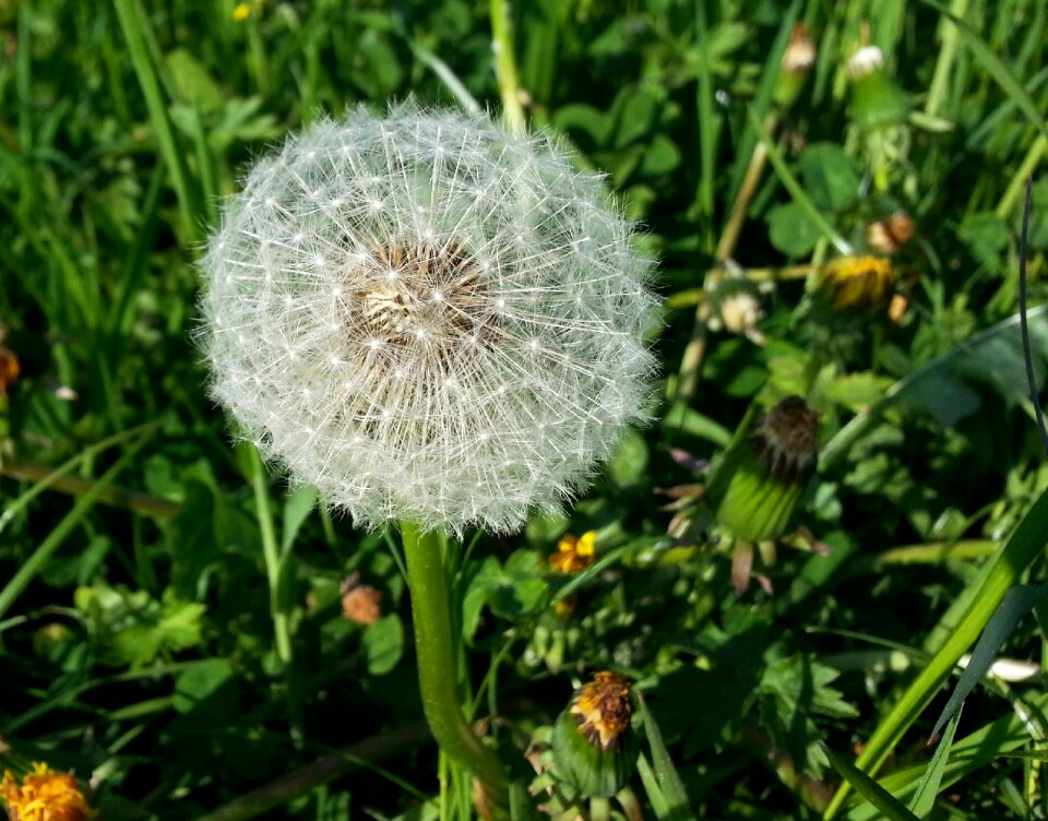 Green nature grass