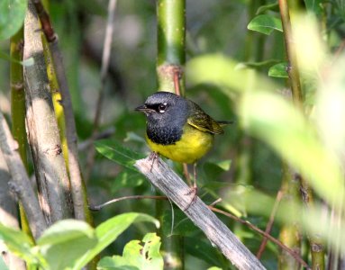 MacGillivray's Warbler, Hungry Horse, MT, July 6, 2012