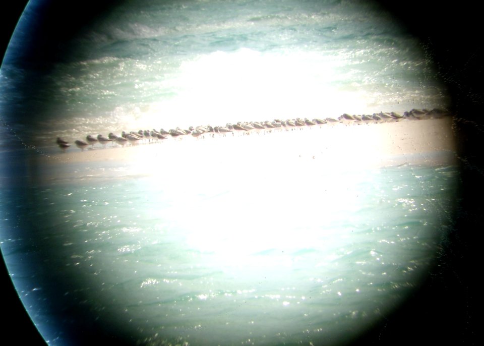 Mixed shorebird flock