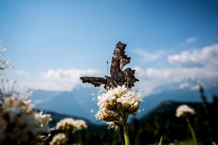 A Hoary Comma butterfly feeds on Sitka Valerian photo