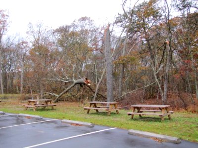 Hurricane damage at Long Island National Wildlife Refuge Complex (NY)