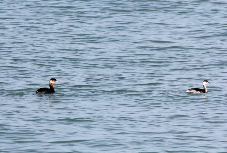 Red-necked Grebe and Horned Grebe, Tiscornia Park, 17 November 2012