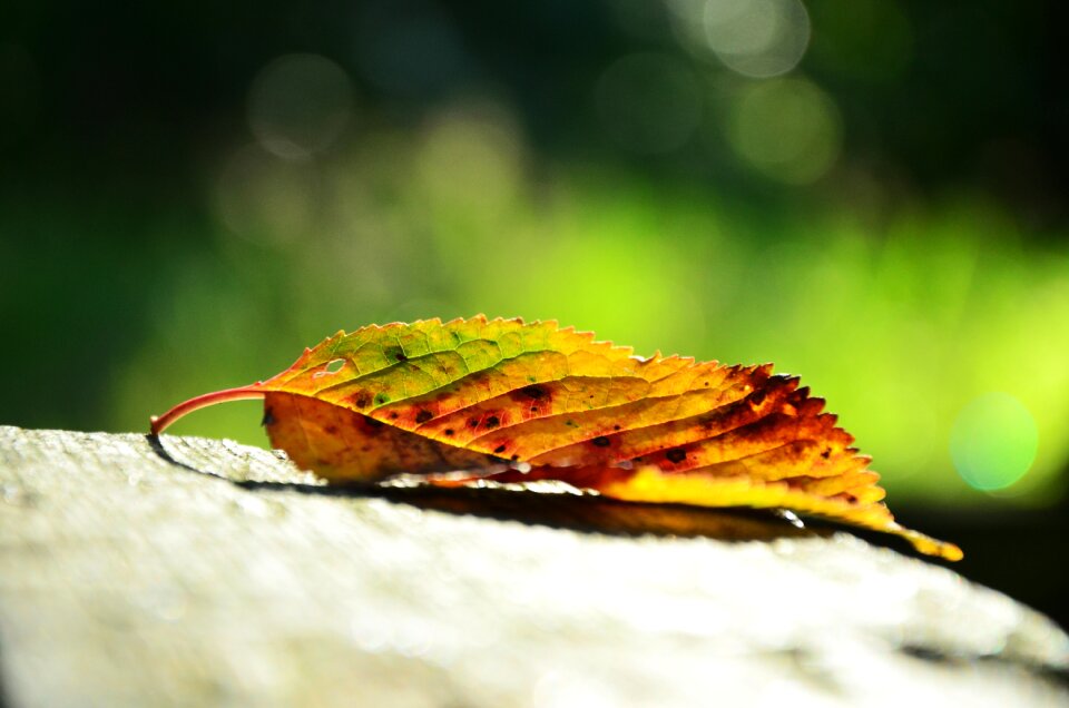 Golden autumn leaves in the autumn fall foliage