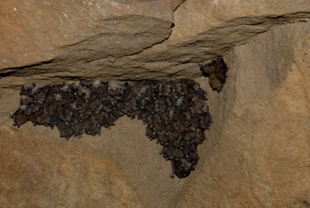 Bat survey in Ohio - 02/10/2011