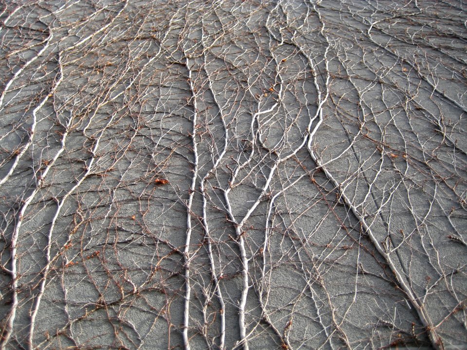 neurorizoma (avatar)