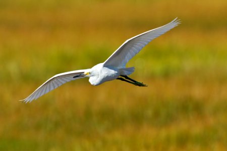 Egret soaring over Rachel Carson National Wildlife Refuge