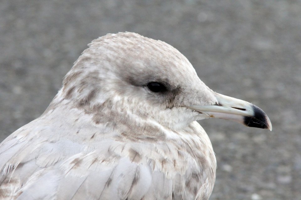 California Gull (2nd cycle), Ocean Shores, WA, 18 October 2012