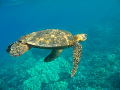 Sea turtle marine photo