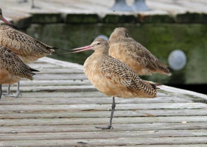 Marbled Godwit displaying extreme cranial kinesis, Tokeland, WA, 19 October 2012