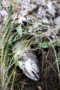 Dead fish after Hurricane Irene flood event photo