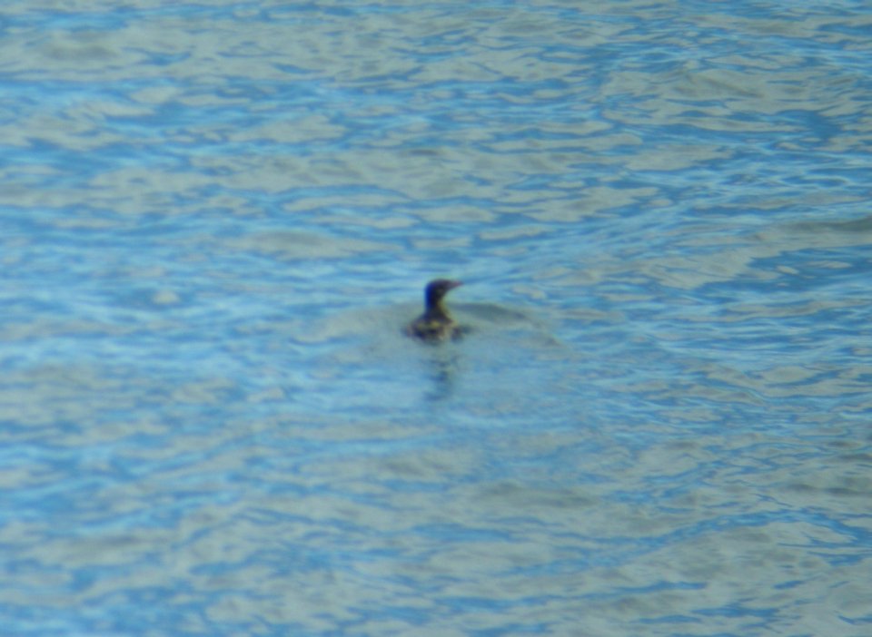 Rhinoceros Auklet, 10 miles offshore of Cape Flattery, WA, July 3, 2010