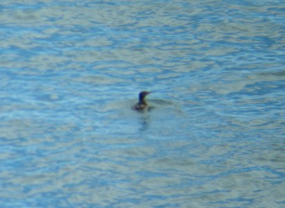 Rhinoceros Auklet, 10 miles offshore of Cape Flattery, WA, July 3, 2010