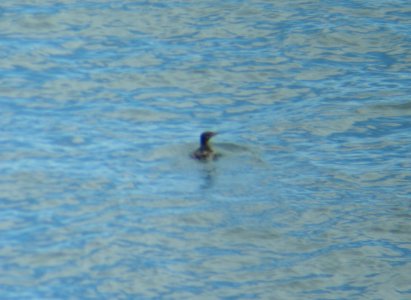 Rhinoceros Auklet, 10 miles offshore of Cape Flattery, WA, July 3, 2010 photo