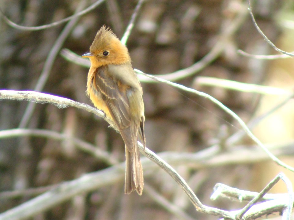 Tufted Flycatcher, Herb Martyr Campground, Portal AZ, May 8, 2008