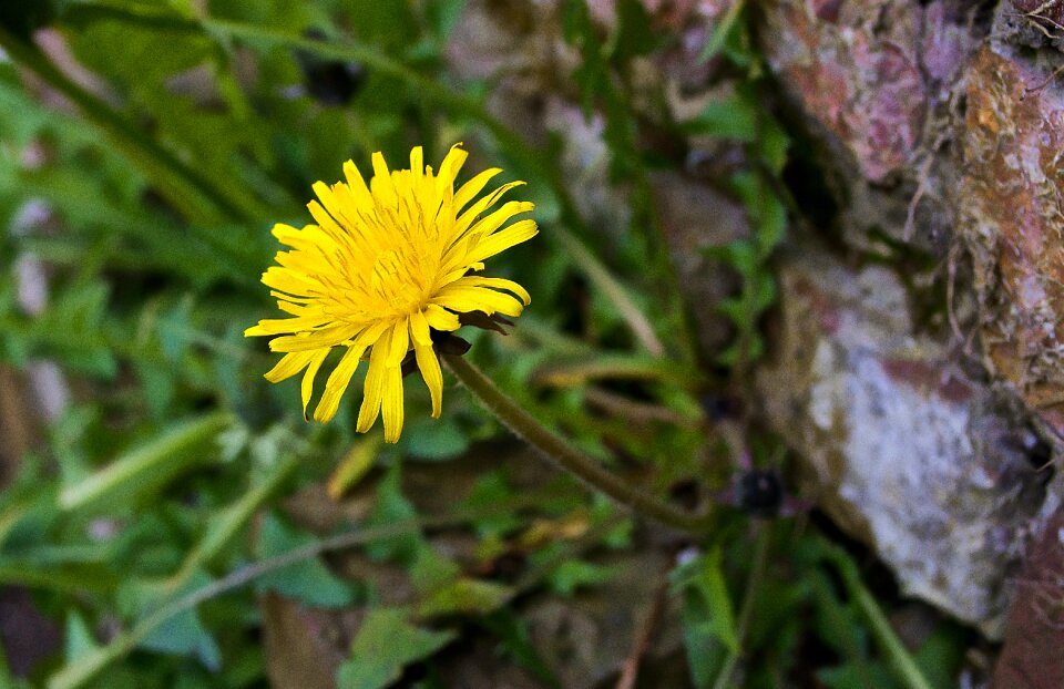 Flora flowers yellow