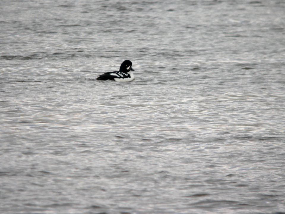 Barrow's Goldeneye, Grand Rapids, MI 11 March 2011