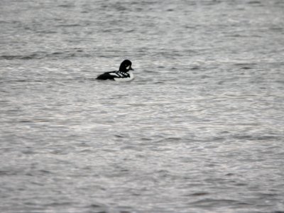 Barrow's Goldeneye, Grand Rapids, MI 11 March 2011