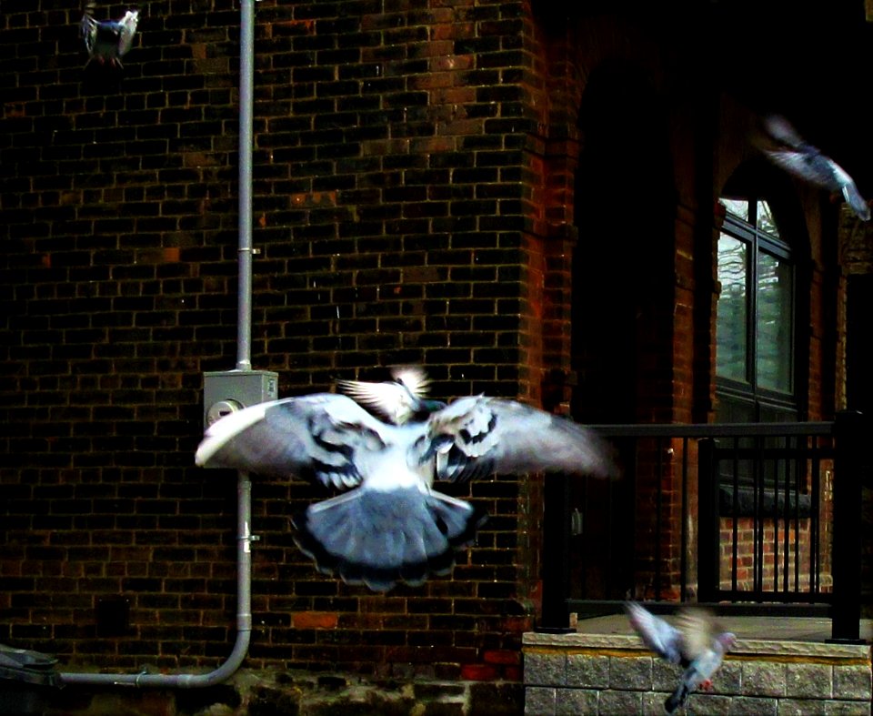 pigeons in flight