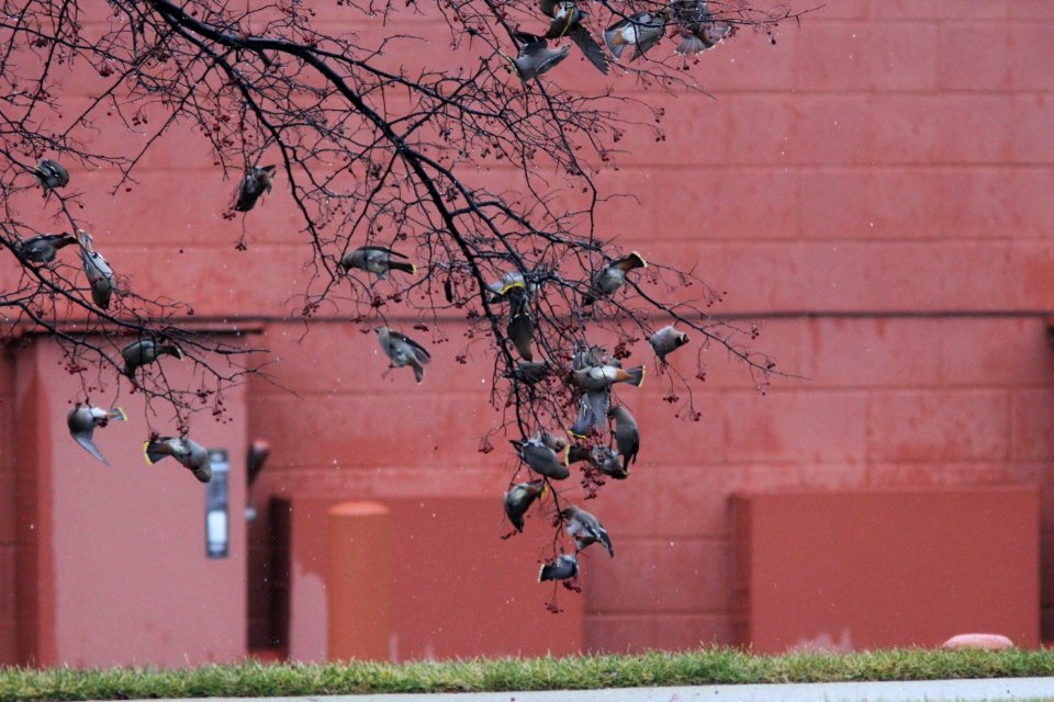 Bohemian Waxwings, Rockford, MI, 30 January 2013