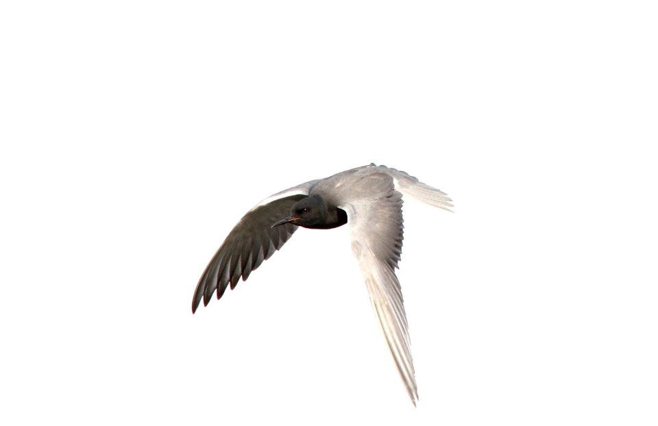 Black Tern, Little Mud Lake flooding, Roscommon Co., MI, June 4, 2012
