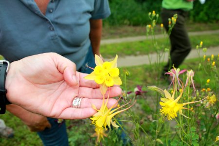 Pollinators