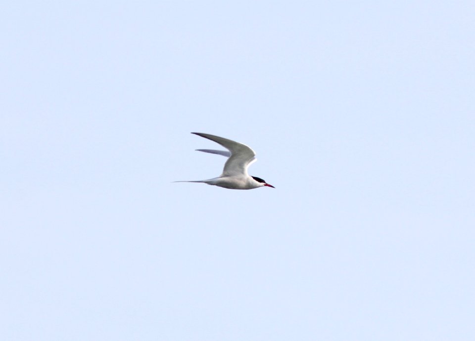 Common Tern, Philp County Park, Huron Co., MI, 5 May 2013