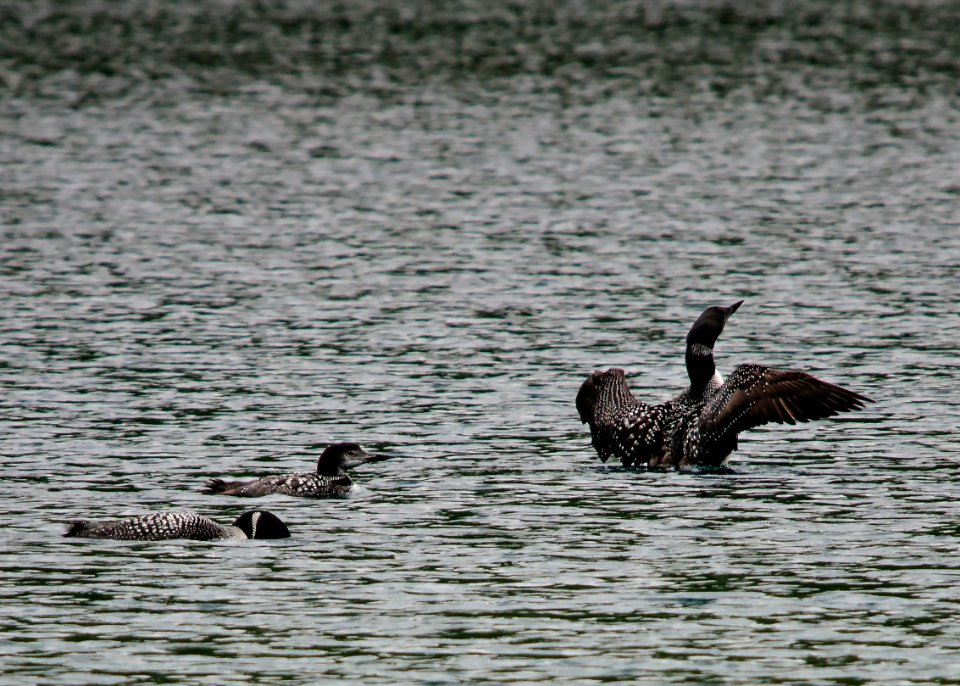 Common Loon - Gavia immer