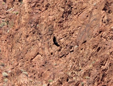 California Condor, Bright Angel Campground, Grand Canyon NP, AZ, November 7, 2012