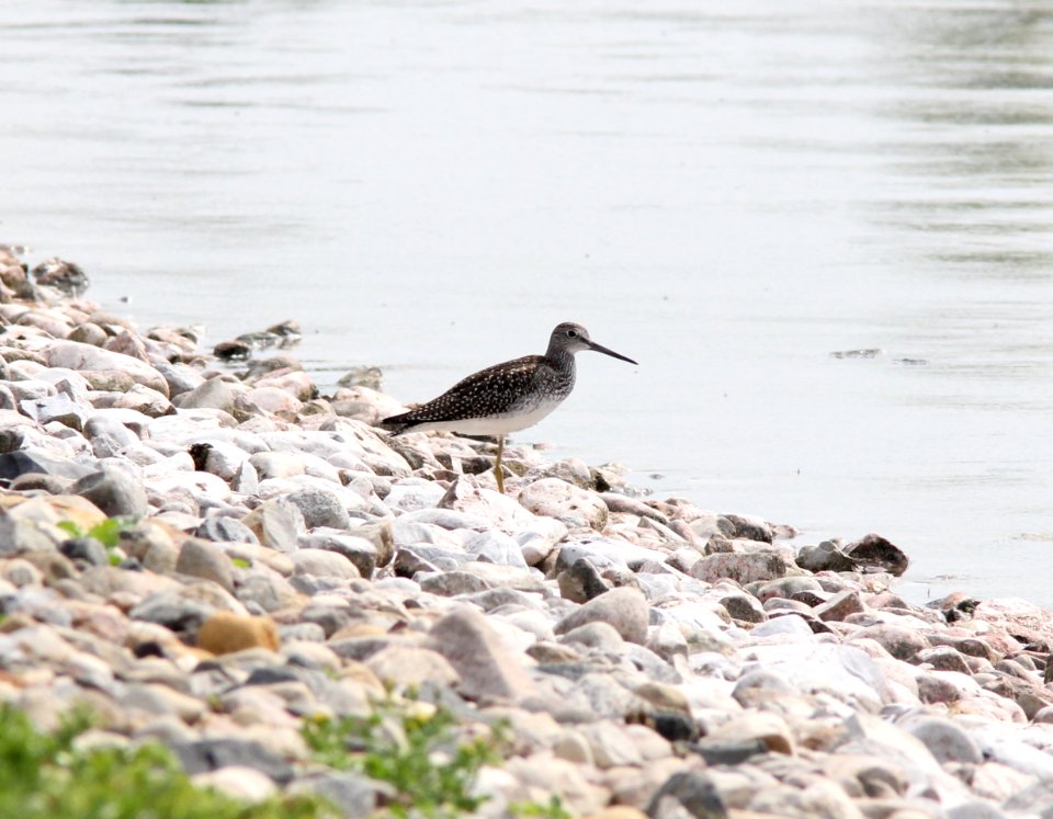 Greater Yellowlegs (juvenile), Kent City Sewage Lagoons, September 5, 2012