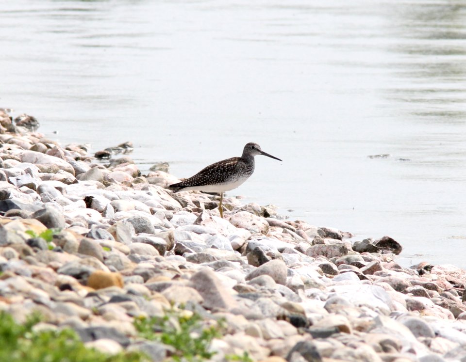 Greater Yellowlegs (juvenile), Kent City Sewage Lagoons, September 5, 2012 photo