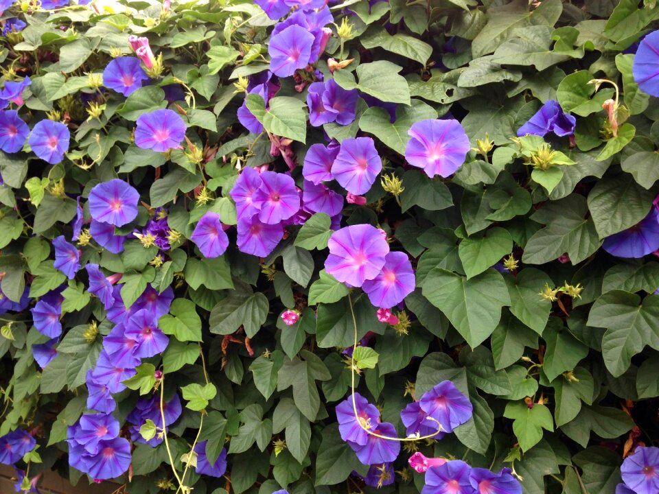 Wall covers flowering bindweed